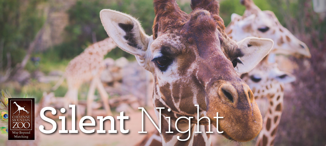 CMZSilentNight-CC